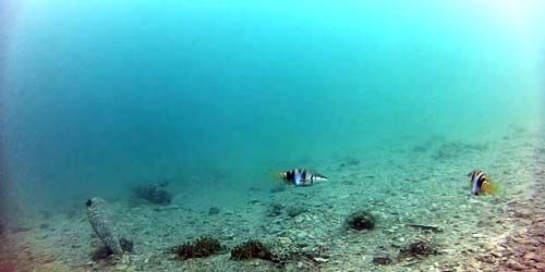 WebKamera Sibenik - Die Unterwasserwelt der Adria