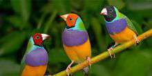WebKamera Monterey - Voliere für Vögel
