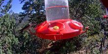 WebKamera Ithaca - Wasserstelle für Kolibri
