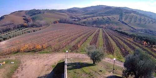 WebKamera Pescara - Weinberge des berühmten Weinguts Farnese Vini Srl