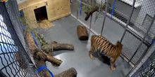 WebKamera Topeka - Zelle mit Tigern